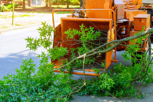 Best Fruit Tree Pruning  in Cape May Court House, NJ