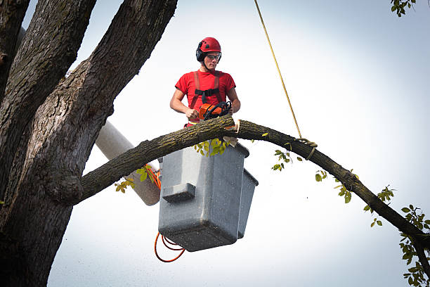 Best Emergency Tree Removal  in Cape May Court House, NJ